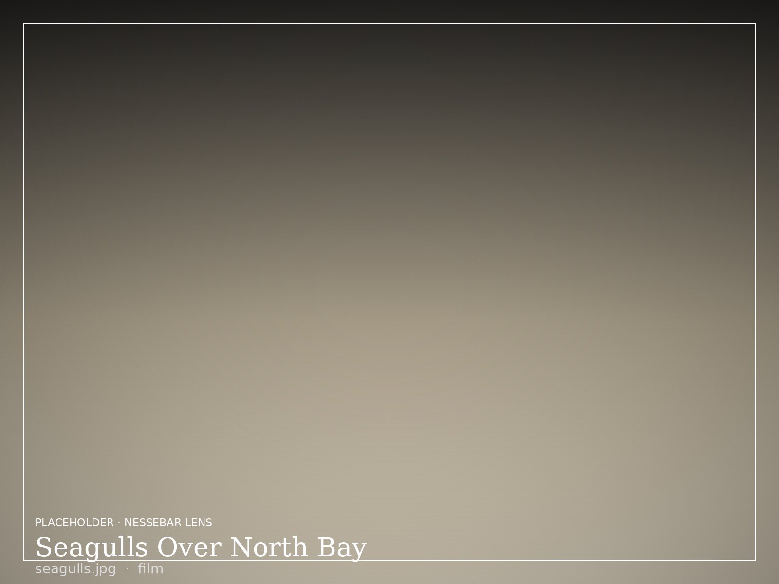 Seagulls Over North Bay